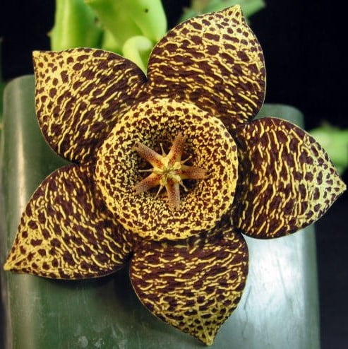 Stapelia Pulchella Seeds – Starfish Cactus Succulent Seeds for Planting, 100 Seeds Pack - Image 7