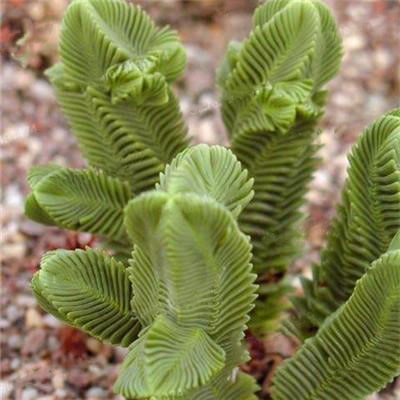 Rare Succulent Seeds – Assorted Cactus & Succulent Seeds for Planting, 100 Seeds Pack - Image 7