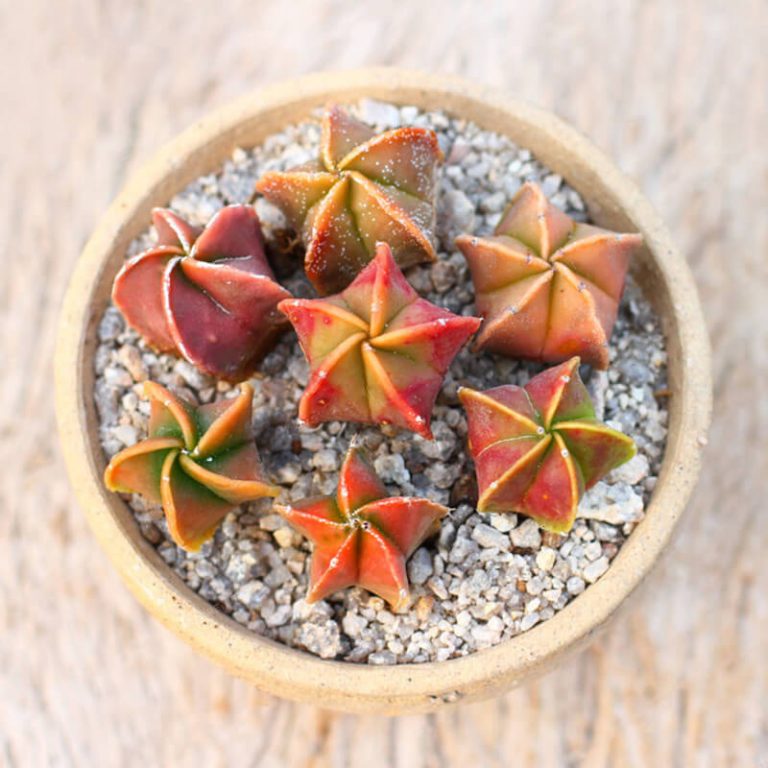 Astrophytum Myriostigma Seeds – Assorted Succulent Cactus Seeds for Planting, 100 Seeds Pack - Image 7
