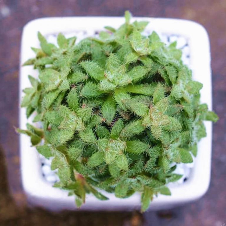 Rare Crassula Succulent Seeds – Succulent Plant Seeds for Planting, 100 Seeds Pack - Image 7