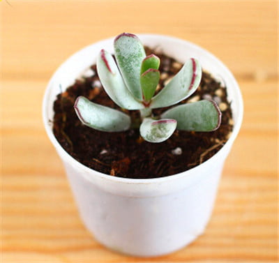 Mixed Lithops Succulent Seeds – Living Stones Plant Seeds for Planting, 100 Seeds Pack - Image 7