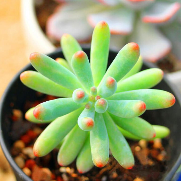 Mixed Succulent Seeds – Multi-Variety Cactus & Succulent Seeds for Planting, 100 Seeds Pack - Image 7