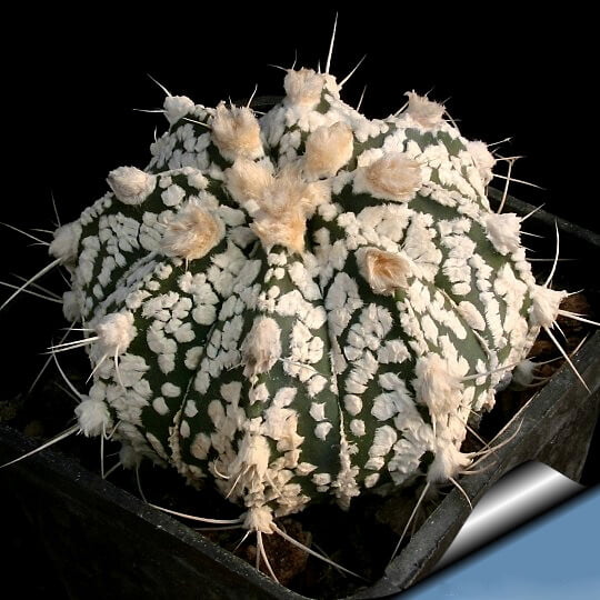 Astrophytum Ornatum Seeds – Rare Cactus Succulent Seeds for Planting, 100 Seeds Pack - Image 7