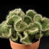 Astrophytum Cactus Seeds – Succulent & Cactus Seeds for Planting, 100 Seeds Pack - Image 7