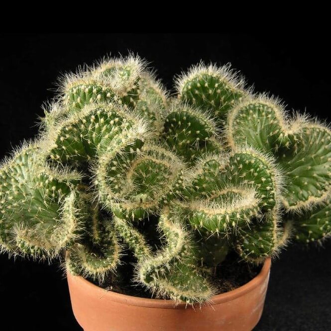 Astrophytum Cactus Seeds – Succulent & Cactus Seeds for Planting, 100 Seeds Pack - Image 7