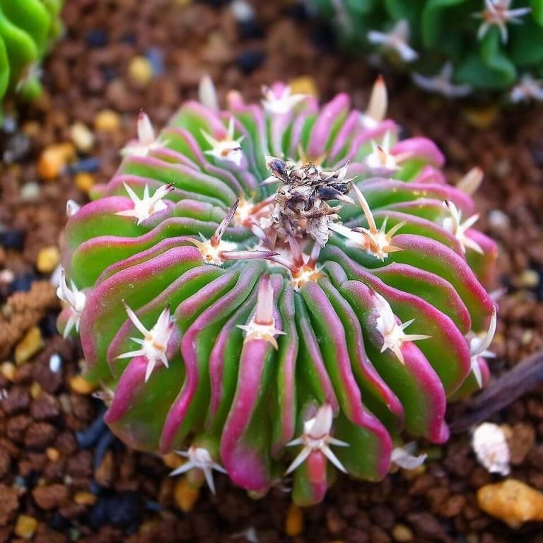 Astrophytum Cactus Seeds – Rare Assorted Succulent Cactus Seeds for Planting, 100 Seeds Pack - Image 7
