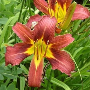 Perfume Lily Flower Bulb – Multi-Color Garden Lily Bulb for Planting, 1 Bulb Pack - Image 7