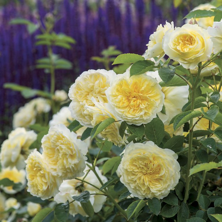 Climbing Rose Flower Seeds – Garden Rose Seeds for Planting, 100 Seeds Pack - Image 6