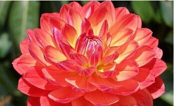 Dahlia Bulb – White & Red Garden Flower Bulb for Planting, 1 Bulb Pack - Image 7