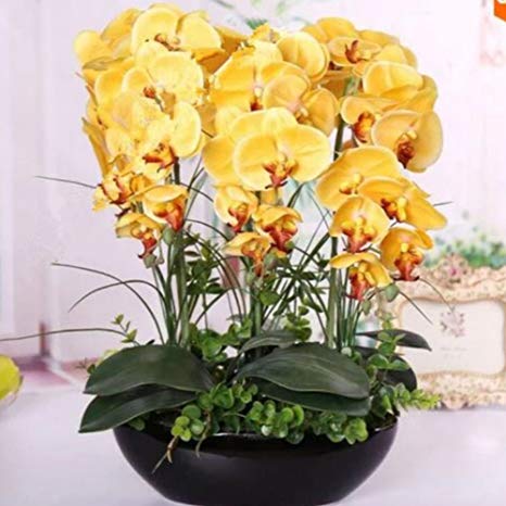 Phalaenopsis Orchid Seeds – Mixed Variety Orchid Flower Seeds for Garden Planting, 100 Seeds Pack - Image 7