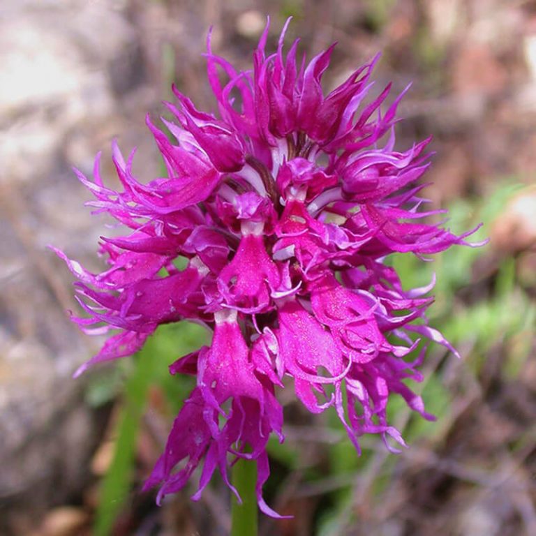 Orchis Italica Orchid Seeds – Rare Orchid Flower Seeds for Garden Planting, 100 Seeds Pack - Image 7
