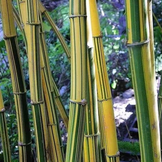 Phyllostachys Pubescens Seeds – Rare Giant Bamboo Plant Seeds for Garden Planting, 50 Seeds Pack - Image 8