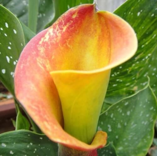 Calla Lily Bulb – Multi-Color Flower Bulb for Garden Planting, 1 Bulb Pack - Image 8