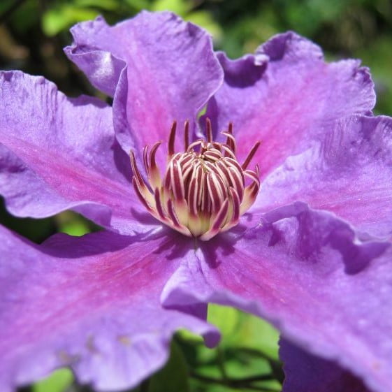 Climbing Clematis Bulb – Mixed Variety Garden Flower Bulb for Planting, 1 Bulb Pack - Image 8
