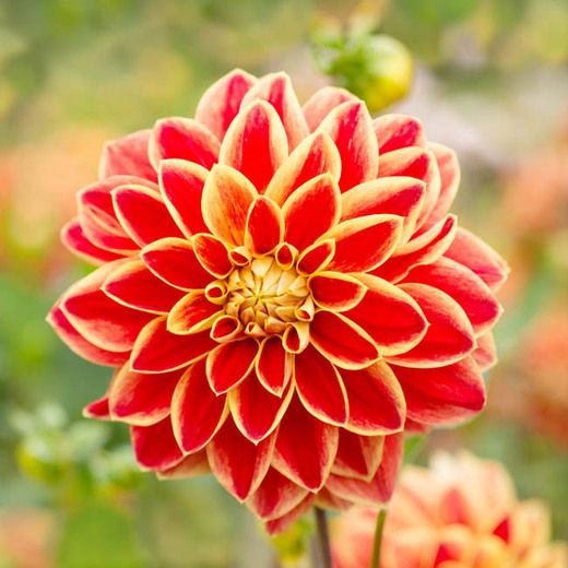 Dahlia Bulb – Beautiful Indoor Bonsai Flower Bulb for Home Garden Planting, 1 Bulb Pack - Image 8