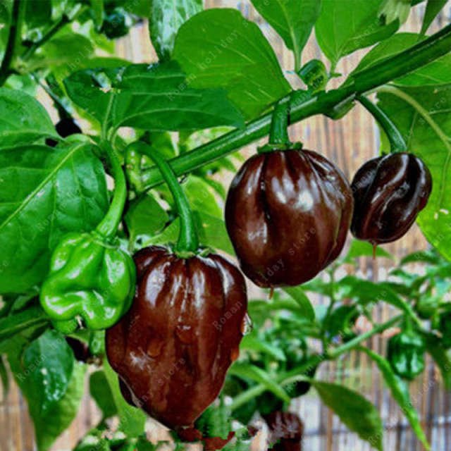 Rare Organic Chili Pepper Seeds – Vegetable Garden Seeds for Planting, 100 Seeds Pack - Image 8
