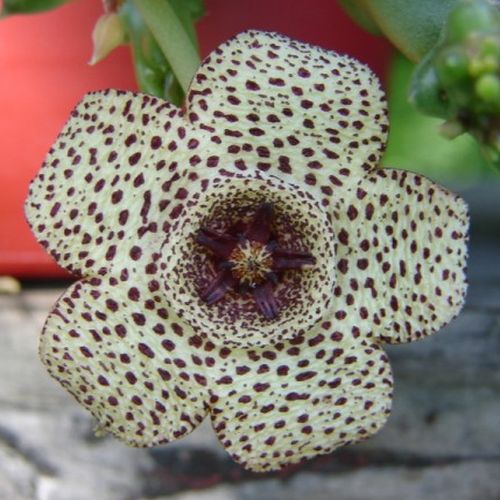 Stapelia Pulchella Seeds – Starfish Cactus Succulent Seeds for Planting, 100 Seeds Pack - Image 8