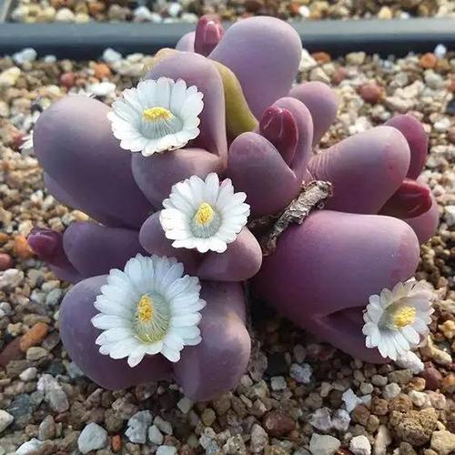 Rare Succulent Seeds – Assorted Cactus & Succulent Seeds for Planting, 100 Seeds Pack - Image 8