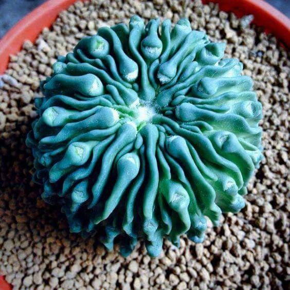 Mixed Astrophytum Cactus Seeds – Succulent Plant Seeds for Planting, 200 Seeds Pack - Image 8