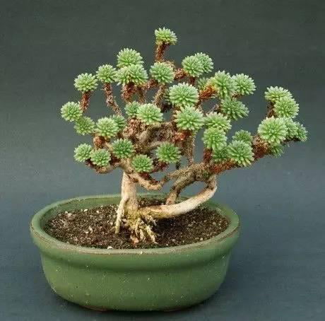 Mixed Succulent Seeds – Assorted Cactus & Succulent Plant Seeds for Planting, 200 Seeds Pack - Image 8