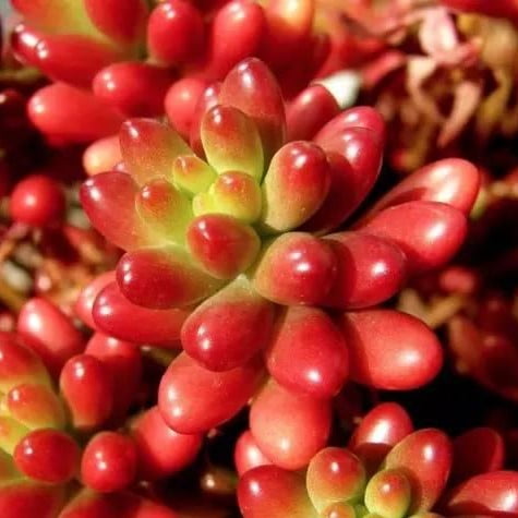 Mixed Succulent Seeds – Multi-Variety Cactus & Succulent Seeds for Planting, 100 Seeds Pack - Image 8