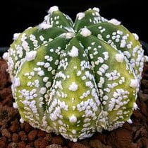Astrophytum Ornatum Seeds – Rare Cactus Succulent Seeds for Planting, 100 Seeds Pack - Image 8