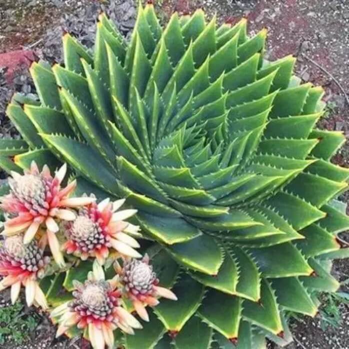 Astrophytum Cactus Seeds – Succulent & Cactus Seeds for Planting, 100 Seeds Pack - Image 8