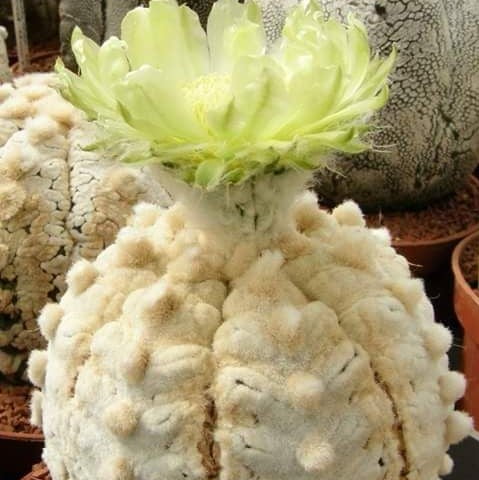 Astrophytum Cactus Seeds – Rare Assorted Succulent Cactus Seeds for Planting, 100 Seeds Pack - Image 8
