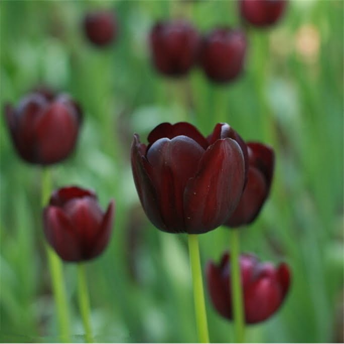 Didier’s Tulip Bulbs – Colorful Indoor Bonsai Tulip Flower Bulbs for Garden Planting, 2 Bulbs Pack - Image 8