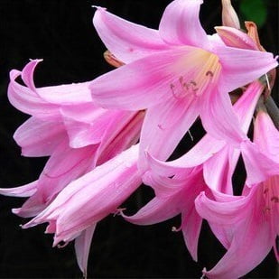 Perfume Lily Flower Bulb – Multi-Color Garden Lily Bulb for Planting, 1 Bulb Pack - Image 8
