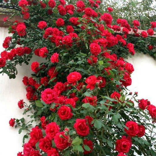 Climbing Rose Flower Seeds – Garden Rose Seeds for Planting, 100 Seeds Pack - Image 7