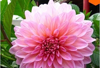Dahlia Bulb – White & Red Garden Flower Bulb for Planting, 1 Bulb Pack - Image 8