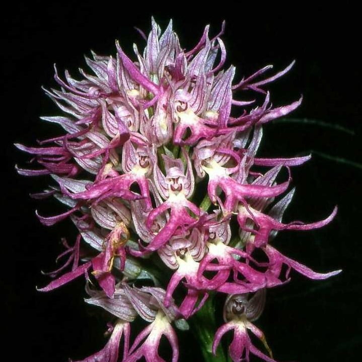 Orchis Italica Orchid Seeds – Rare Orchid Flower Seeds for Garden Planting, 100 Seeds Pack - Image 8