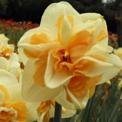 Daffodil Bulb – Multi-Color Bonsai Garden Flower Bulb for Planting, 1 Bulb Pack - Image 9