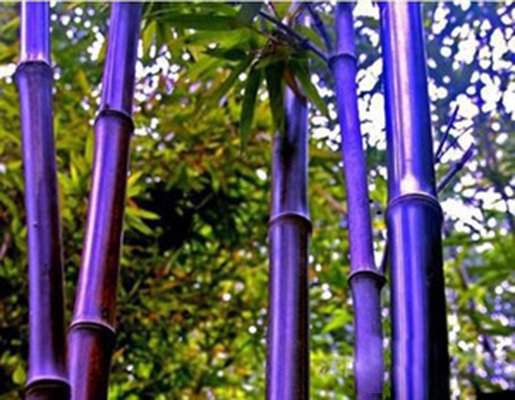 Purple Lucky Bamboo Seeds – Rare Bamboo Plant Seeds for Garden Planting, 50 Seeds Pack - Image 9