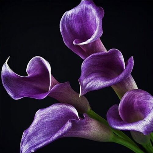 Calla Lily Bulb – Multi-Color Flower Bulb for Garden Planting, 1 Bulb Pack - Image 9