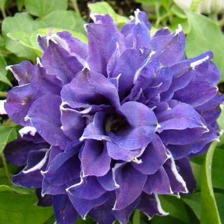 Climbing Clematis Bulb – Mixed Variety Garden Flower Bulb for Planting, 1 Bulb Pack - Image 9