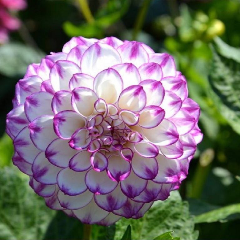 Dahlia Bulb – Beautiful Indoor Bonsai Flower Bulb for Home Garden Planting, 1 Bulb Pack - Image 9