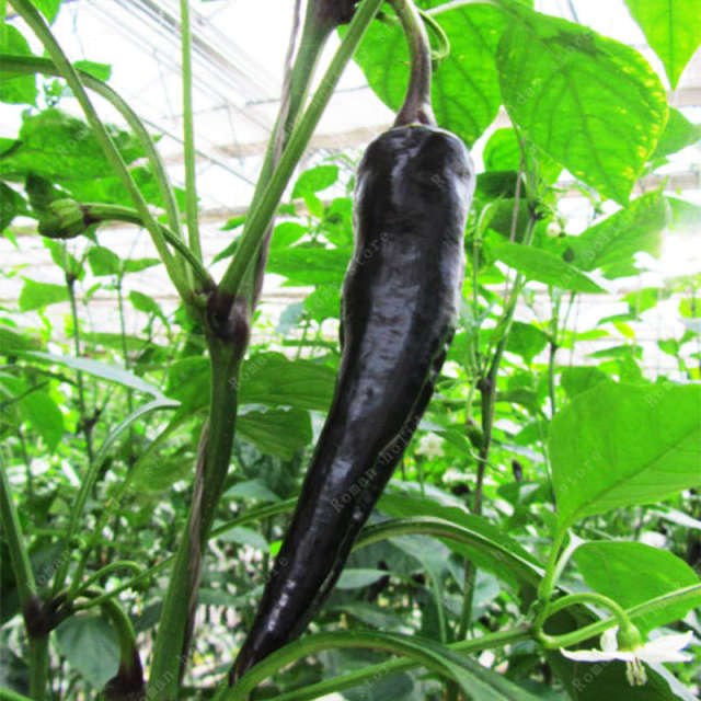 Rare Organic Chili Pepper Seeds – Vegetable Garden Seeds for Planting, 100 Seeds Pack - Image 9