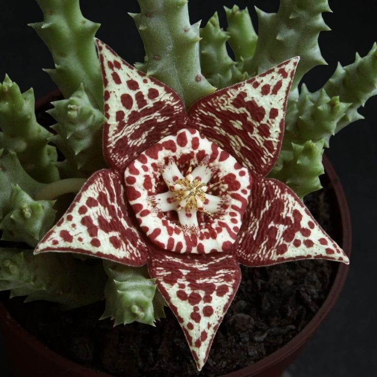 Stapelia Pulchella Seeds – Starfish Cactus Succulent Seeds for Planting, 100 Seeds Pack - Image 9