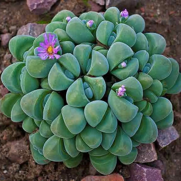Rare Succulent Seeds – Assorted Cactus & Succulent Seeds for Planting, 100 Seeds Pack - Image 9
