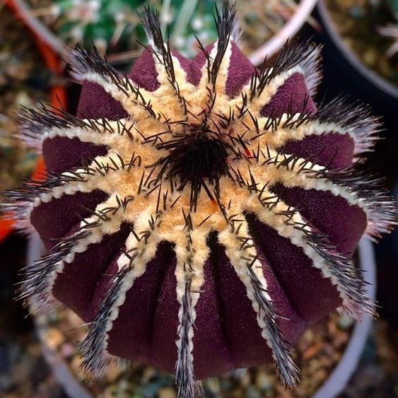 Mixed Astrophytum Cactus Seeds – Succulent Plant Seeds for Planting, 200 Seeds Pack - Image 9