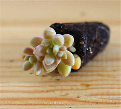 Mixed Lithops Succulent Seeds – Living Stones Plant Seeds for Planting, 100 Seeds Pack - Image 9