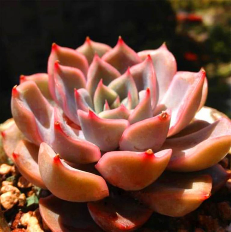 Mixed Succulent Seeds – Multi-Variety Cactus & Succulent Seeds for Planting, 100 Seeds Pack - Image 9