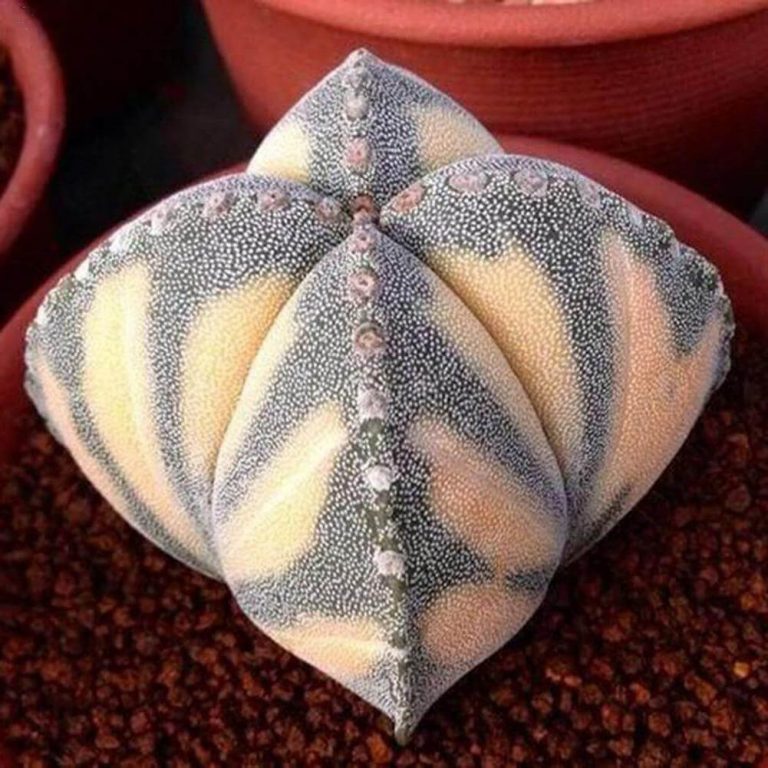 Astrophytum Ornatum Seeds – Rare Cactus Succulent Seeds for Planting, 100 Seeds Pack - Image 9