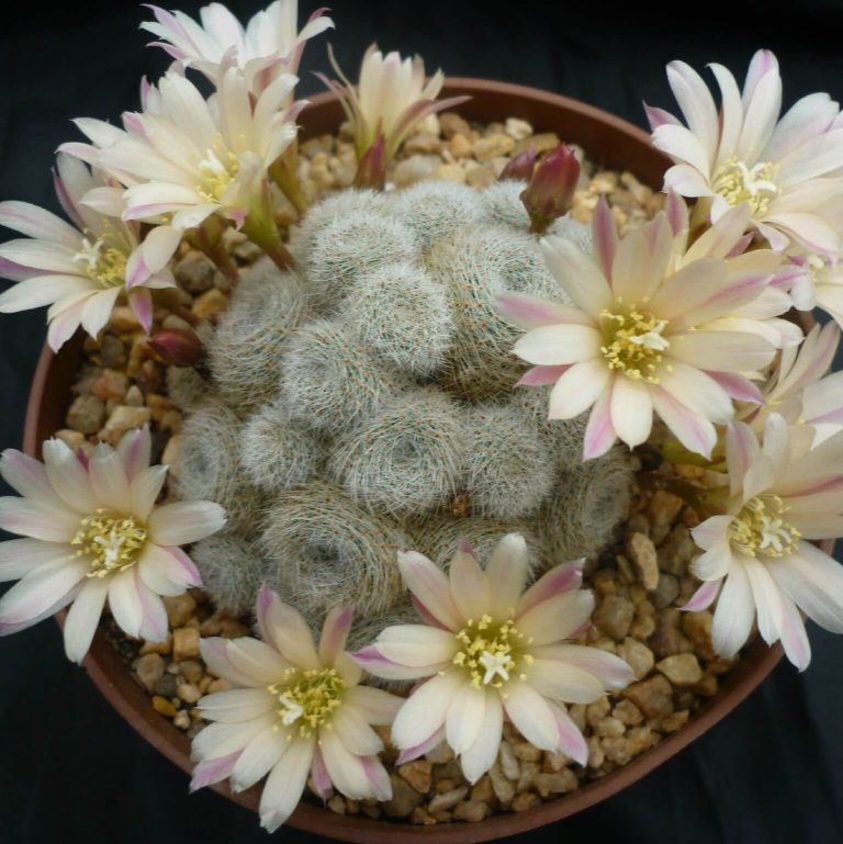 Astrophytum Cactus Seeds – Succulent & Cactus Seeds for Planting, 100 Seeds Pack - Image 9