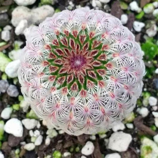 Astrophytum Cactus Seeds – Rare Assorted Succulent Cactus Seeds for Planting, 100 Seeds Pack - Image 9