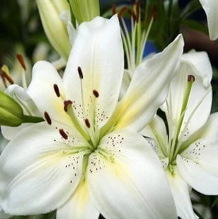 Perfume Lily Flower Bulb – Multi-Color Garden Lily Bulb for Planting, 1 Bulb Pack - Image 9