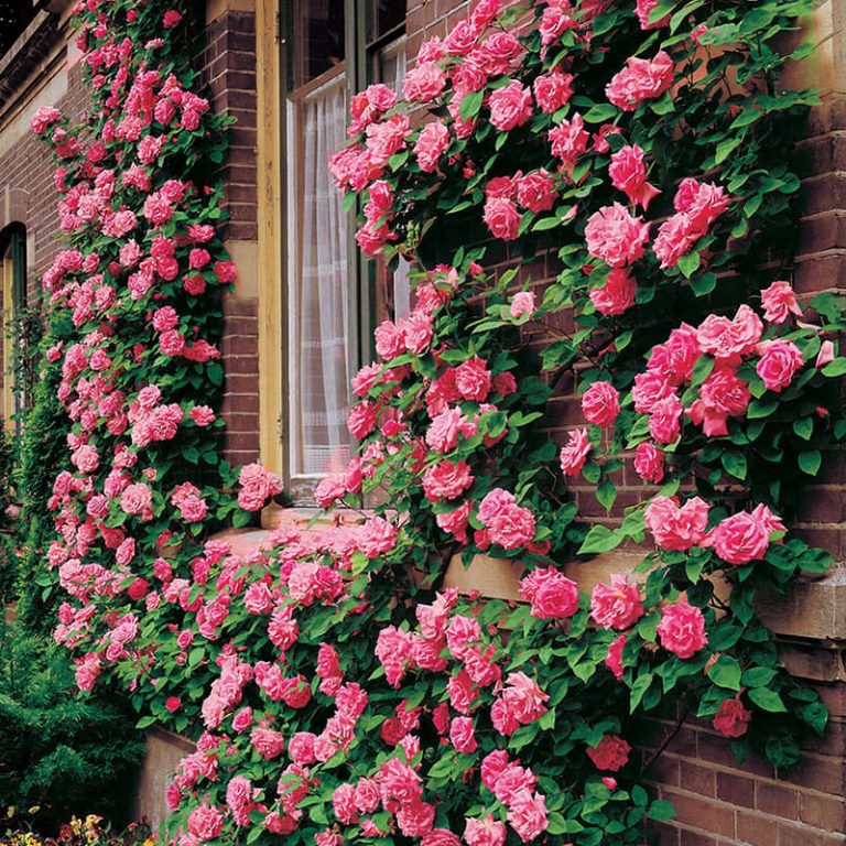 Climbing Rose Flower Seeds – Garden Rose Seeds for Planting, 100 Seeds Pack - Image 8