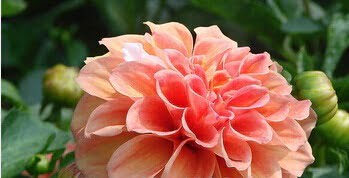 Dahlia Bulb – White & Red Garden Flower Bulb for Planting, 1 Bulb Pack - Image 9